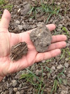 A recently added aggregate of livestock manure (left) versus a heavy soil aggregate of poor structure on the right.