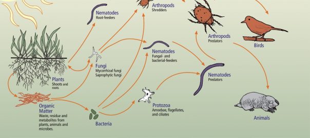 Trophic levels of the soil food web