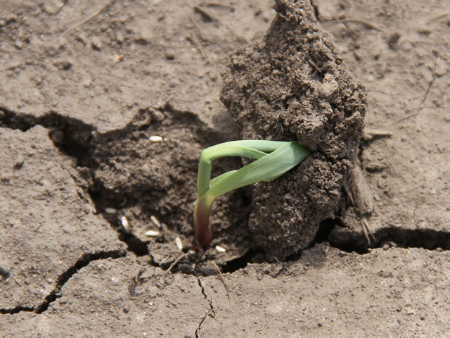 photo of corn struggling to break through soil crust