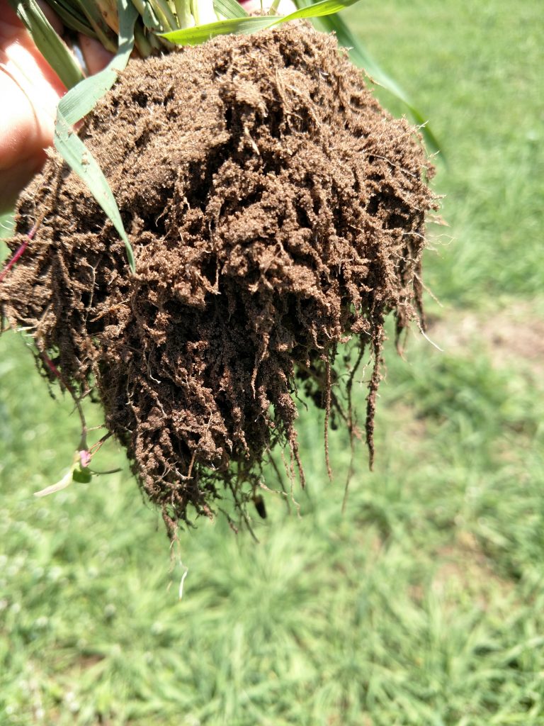 soil from uprooted grass