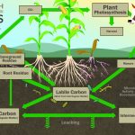 Carbon Cycle Graphic