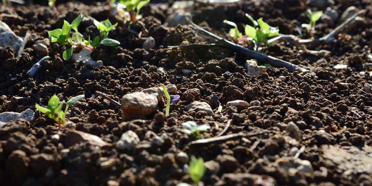 Soil health close up