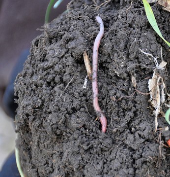 soil with earth worm