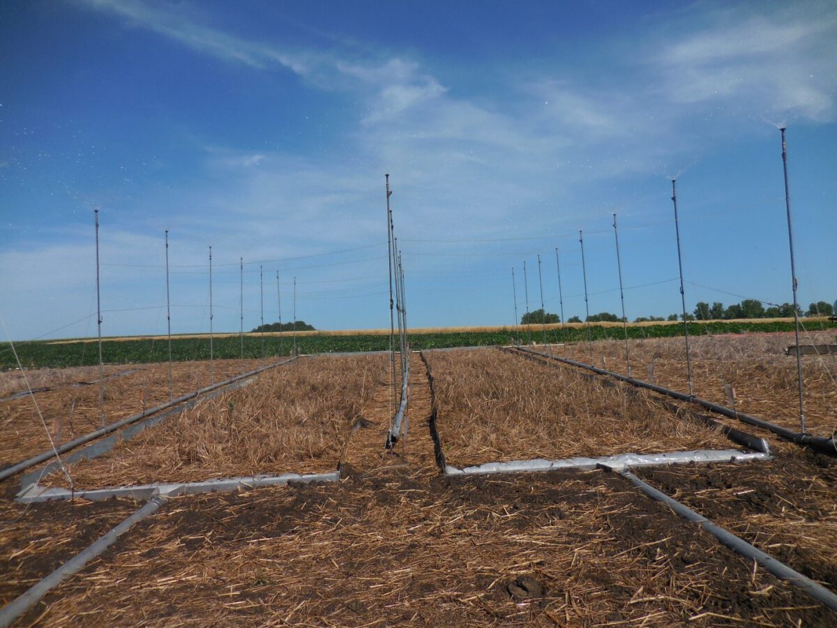 Setbacks Reduce the Concentration of Manure Constituents in Runoff