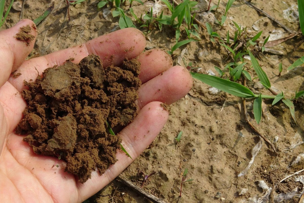 Introducing the Soil Health Matrix Decision Tool: A New Free Tool for Producers