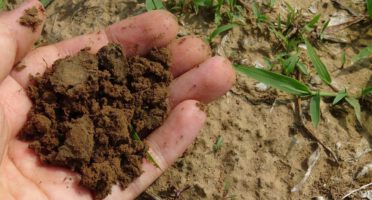 A hand holding soil in a farm field