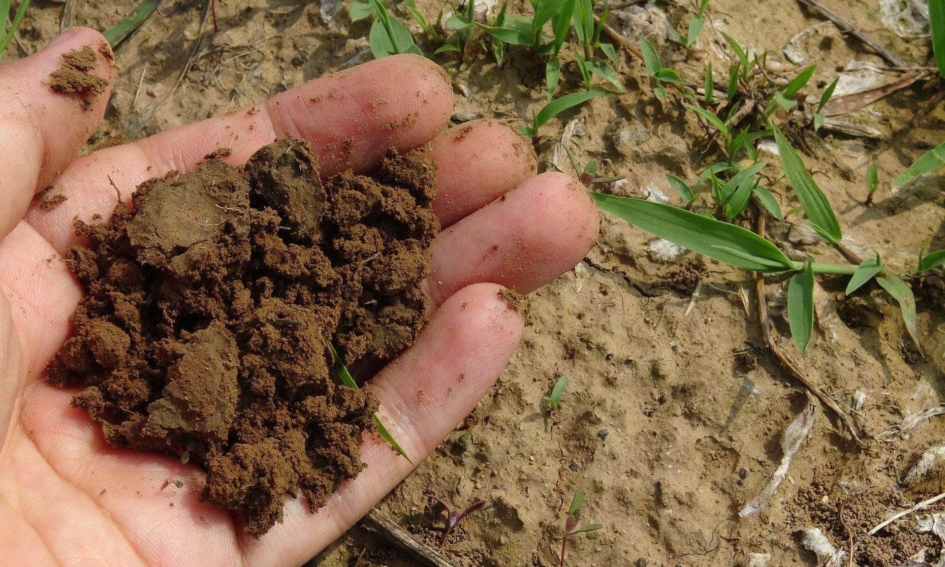 A hand holding a small amount of dark soil above the ground that is lighter soil and sparse grass