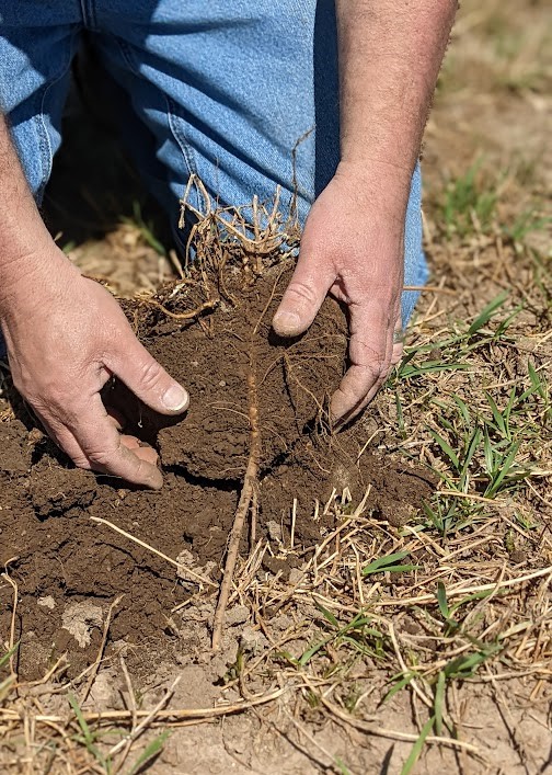 Soybean Roots being pulled out of the ground
