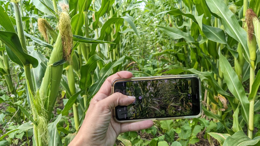 A smartphone taking a picture of a corn field that is planted green